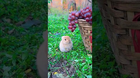The little rabbit eats grapes and spits out the seeds. Cute pet debut plan. Rabbit. Cute little