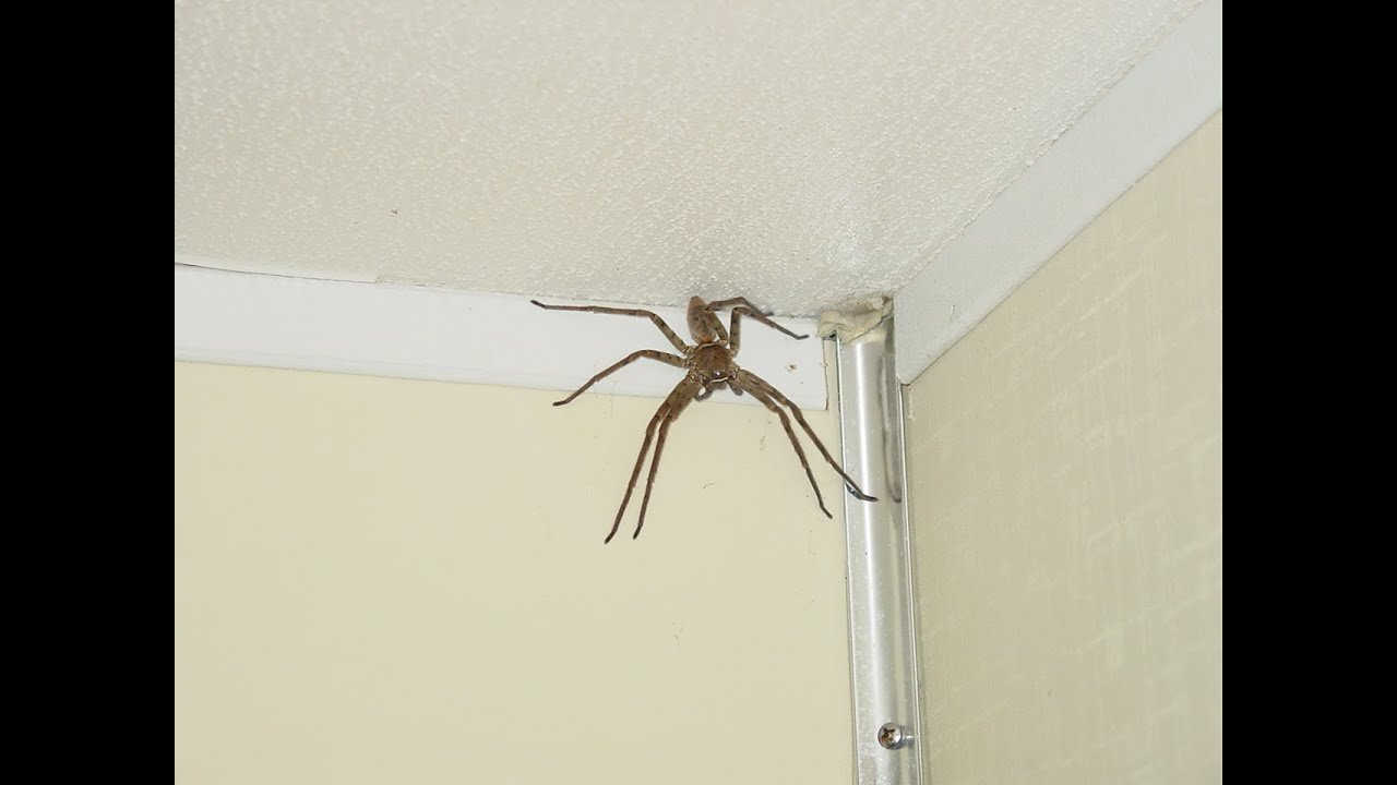 5 Terrifying Spider Horror Stories / Encounters