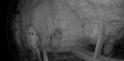 McCown Attic Owls 24x7