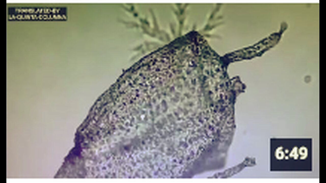 "Vaccinated Individuals Undergo Irreversible Mutation"