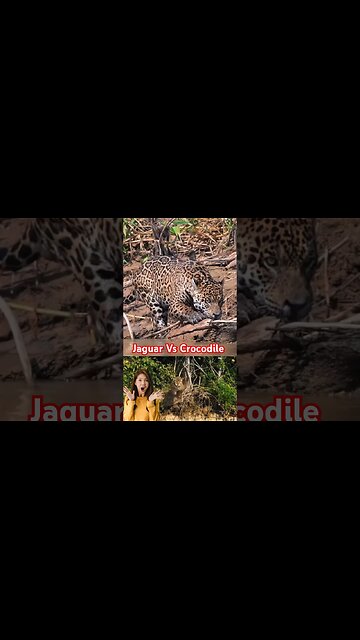 🐆🐊Jaguar Attacks Crocodile Cousin (EXCLUSIVE VIDEO) #jaguar #crocodile #animals #attack #wildlife