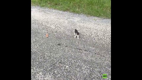 🐈⬛ No creerás cuántos gatitos escondía aquel rescate inesperado