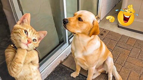 Funny ANIMAL Videos make us Laugh uncontrollably 🤣 2025