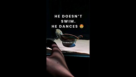 The way Channa stewartii moves… It’s not aggression, it’s rhythm. #channa #channastewartii