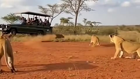 Warthog scares lions