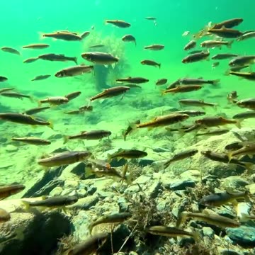 The supernatural beauty of the Alps