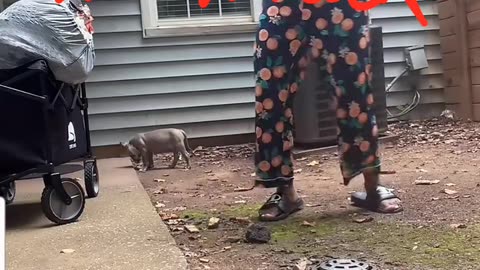 21BADBITCH WITH HER NEW PUPPY HOW LONG WILL THIS ONE LAST