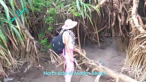 Morjim Beach Complete, Umakant's Goa Travel Vlog, July-Aug 2018