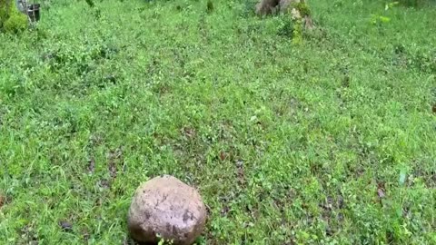 Building Bushcraft Survival Shelter In The Rain Forest,Outdoor Cooking,Fireplace With Clay,Wild Boar