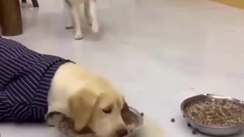 Husky and Labrador eating food funny videos