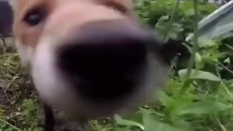 🤣🐾 You Won't Believe This Adorable Boop Moment! | FunFM