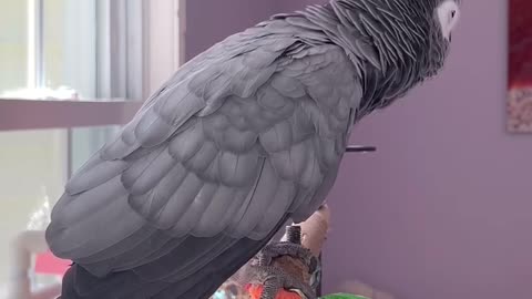 parrot calls the cat with serious style! 😎