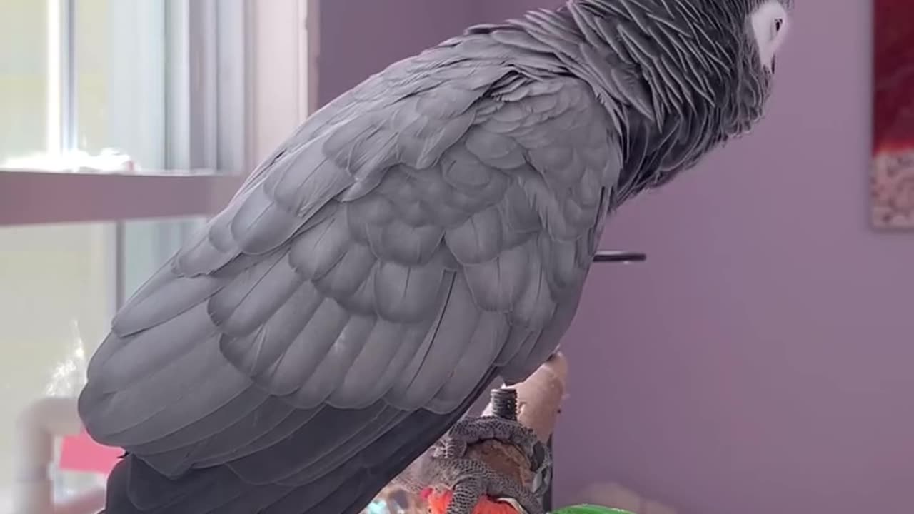 parrot calls the cat with serious style! 😎