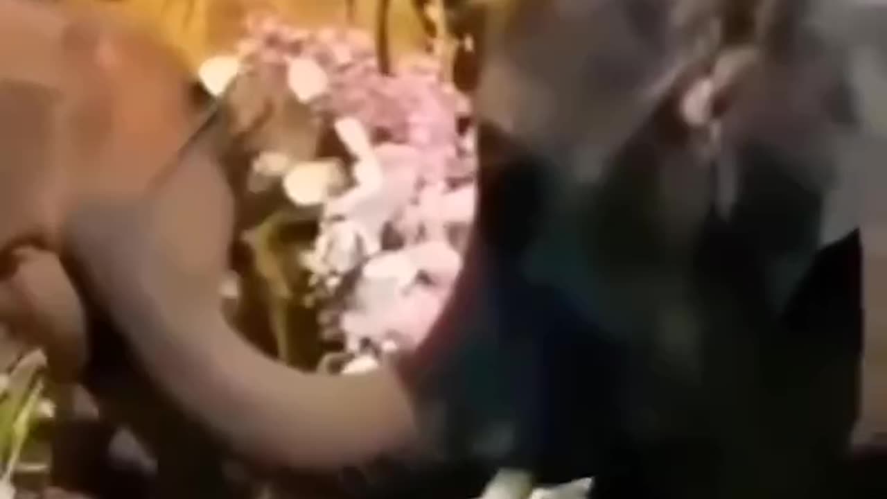 Best elephant funny video -हैप्पी वैलेंटाइन डे माय हथिनी हैप्पी रोज डे 💕❤️💕❤️🐨
