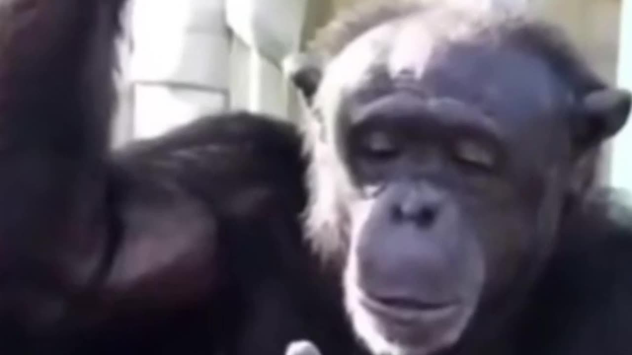 HUNTER FAMILIA, DO YOU WANT A BANANA?