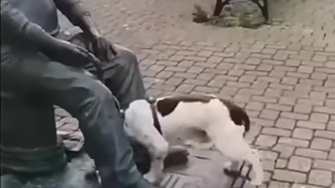 Funny animals 😆 - Funniest Cats and Dogs Video🐕🐈192 _shorts