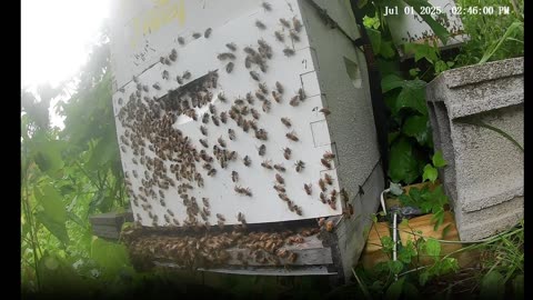 Bees at the start of a thunderstorm