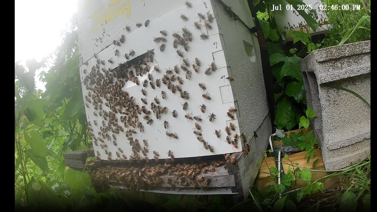 Bees at the start of a thunderstorm