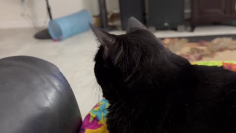 Cute Precious Piper is a Lap Cat Security Guard - Adopting a Cat from a Shelter Vlog