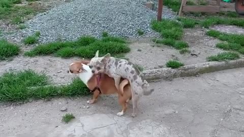 Simple Funny Dogs
