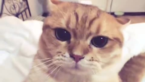 CAT FUNNY