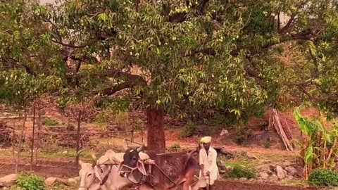 Rural culture