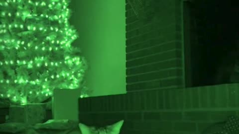 🐱📸🎄 My Cat Got Caught on Camera This Christmas… He Froze Instantly 😂✨