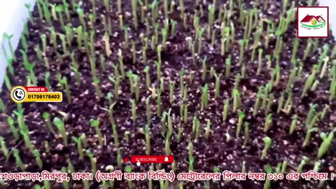 কোকপিট ব্যাবহার করে গাছকে করুন আরও শক্তিশালী! 🌱 | Cocopeat Benefits for Plants