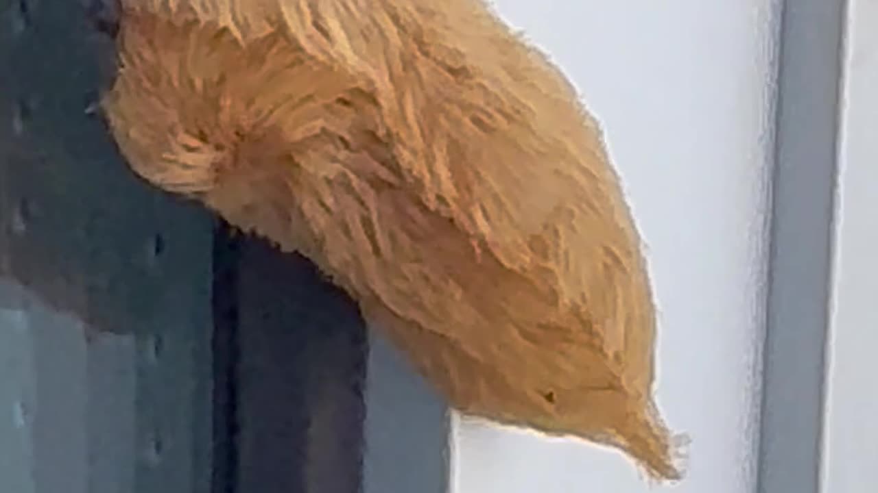 What’s that you asp?