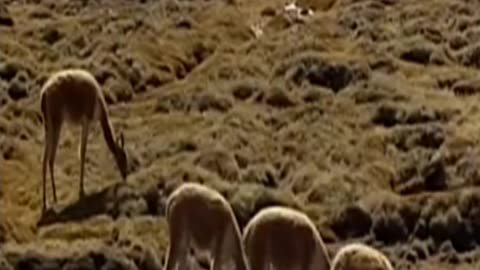 vicuñas