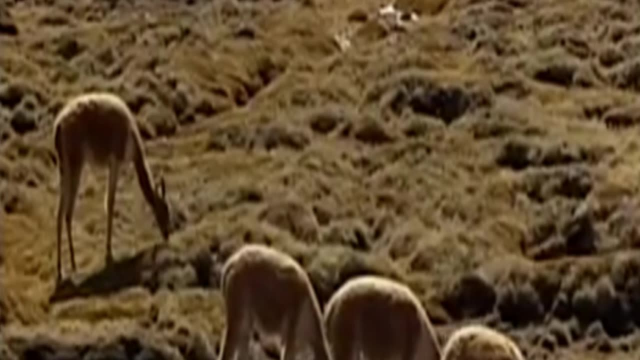 vicuñas