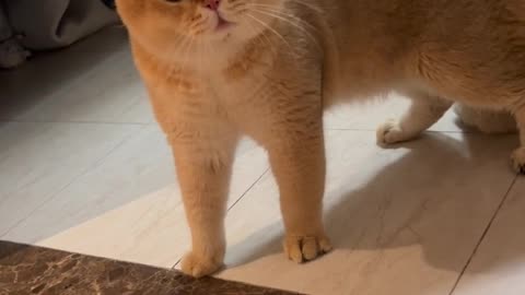 Funny Cat Gets Scolded – You Won’t Believe Its Reaction!