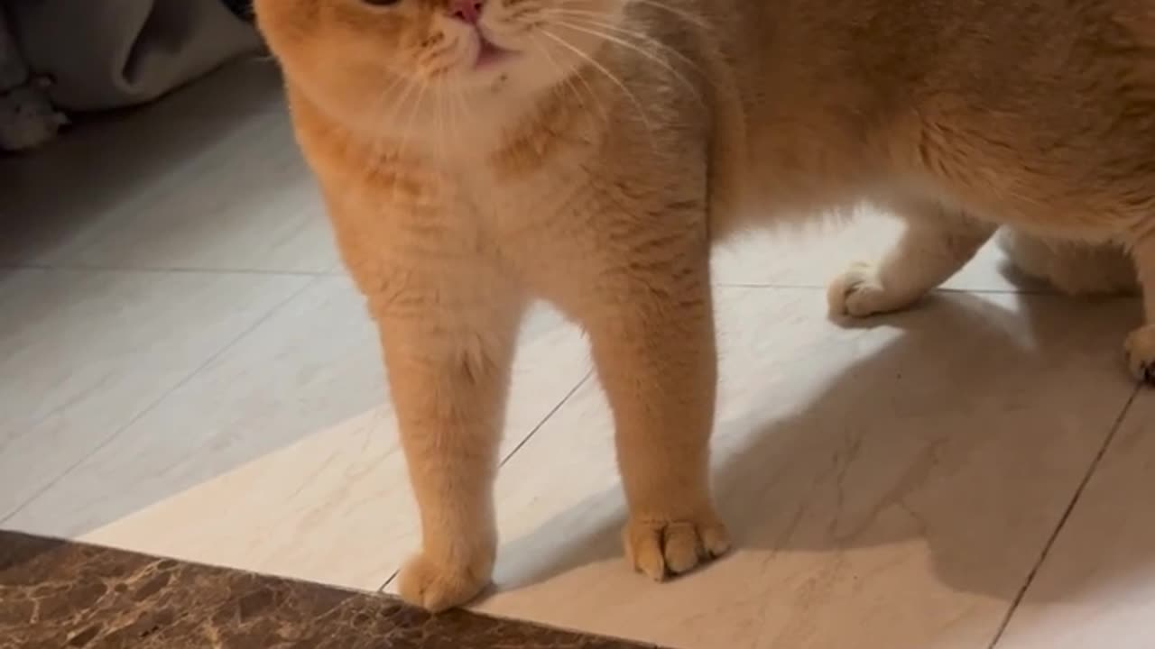 Funny Cat Gets Scolded – You Won’t Believe Its Reaction!