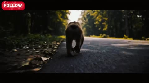 #AnimalAdventure #monkey #animation