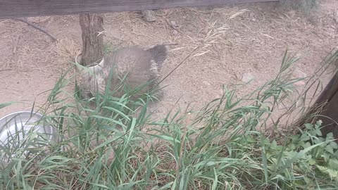 Cheyenne Mountain Zoo Part 35