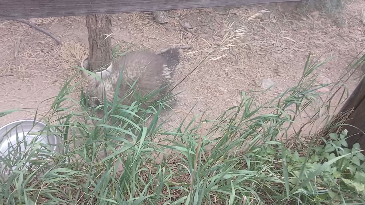 Cheyenne Mountain Zoo Part 35