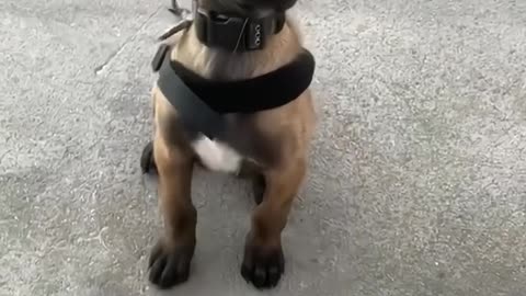 《Doggy Oscars: Best Drama Performance》