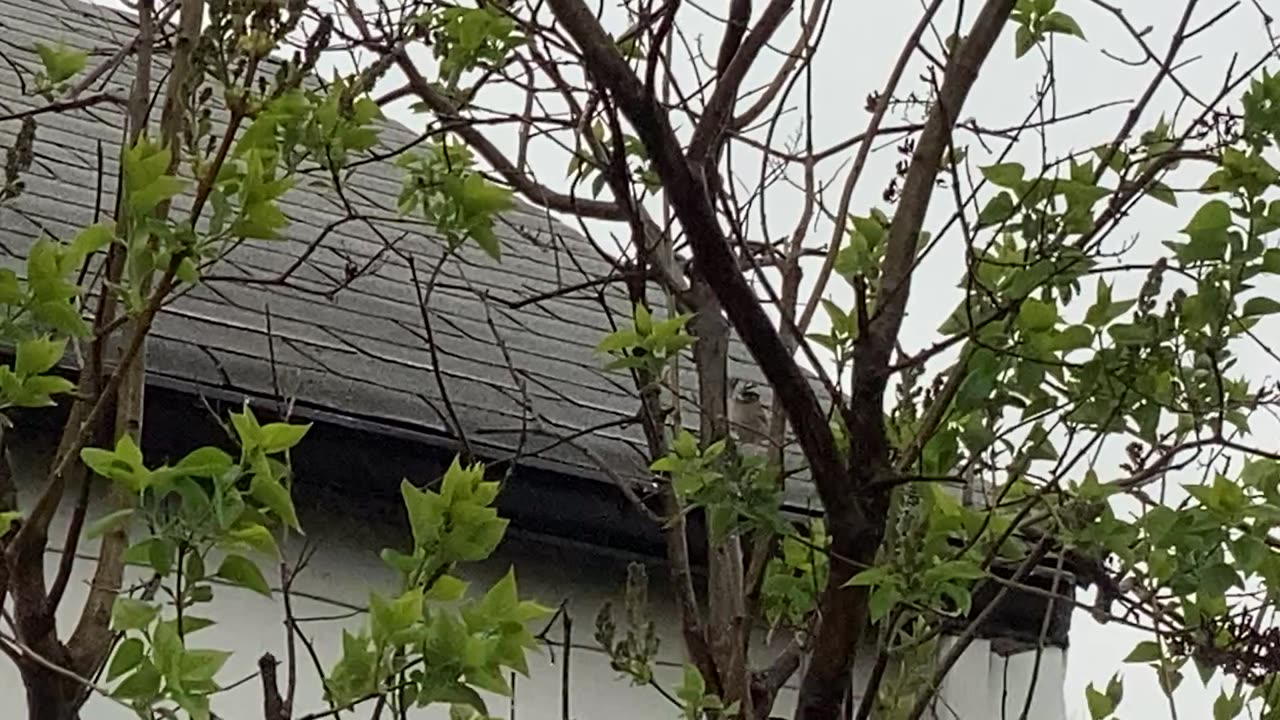 Not sure what bird species this is