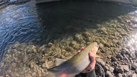 Nice rainbow trout at bow river