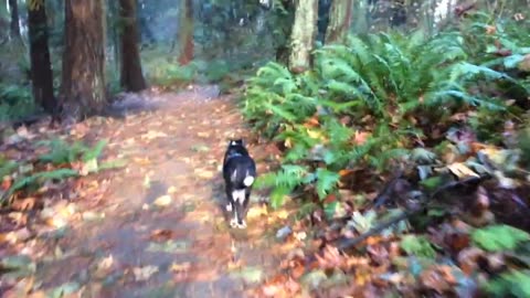 Lhasa leads the way 3