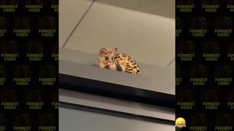 Try not to laugh hard version | funny animals clip compilation