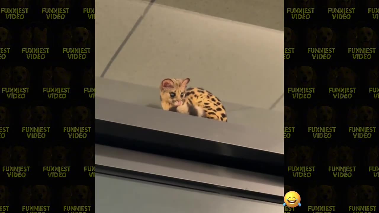 Try not to laugh hard version | funny animals clip compilation