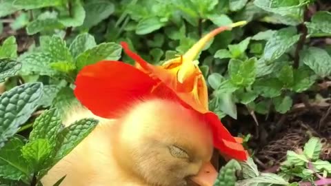 Cute 🥰 🐥
