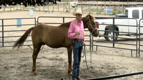 Skipper Calder & Cowboy-up Ministry bring horse training with a message at 11am.