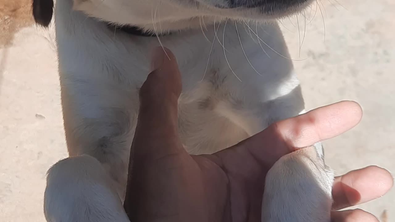 Dog amigo