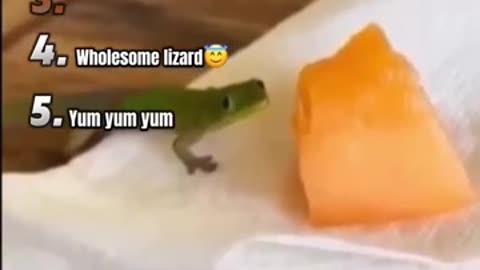 lizards, reptiles, lizard videos, lizard hunting crawling lizard,