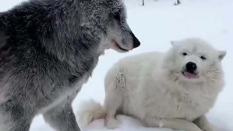 Wolf Love 🖤🤍 #shorts