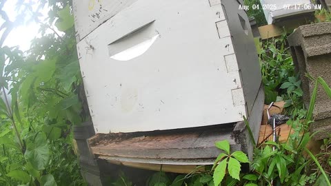 Bees on a Monday Morning at Sunrise