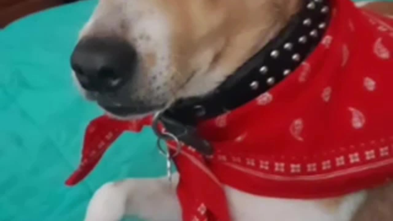 Lisa Richard 5_21_25 LMAO!!!