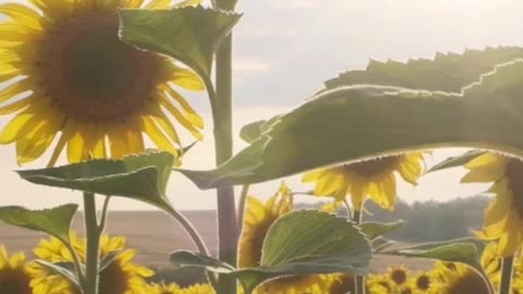 God Bless We are all in this together as One.